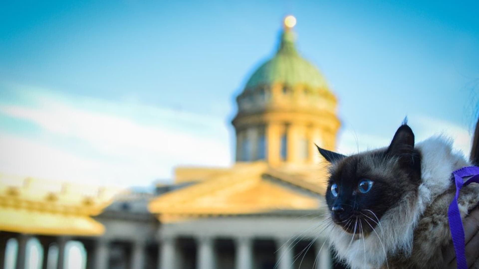 Котокультурный Петербург