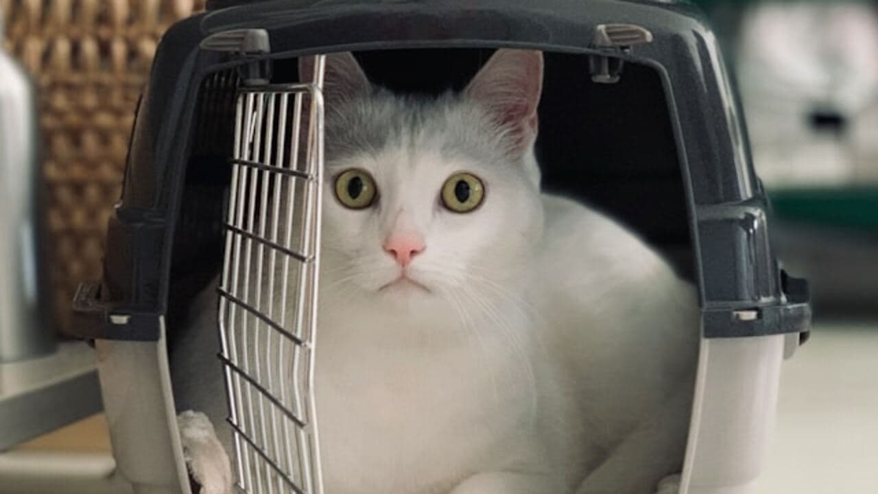Кот в переноске Кот в переноске