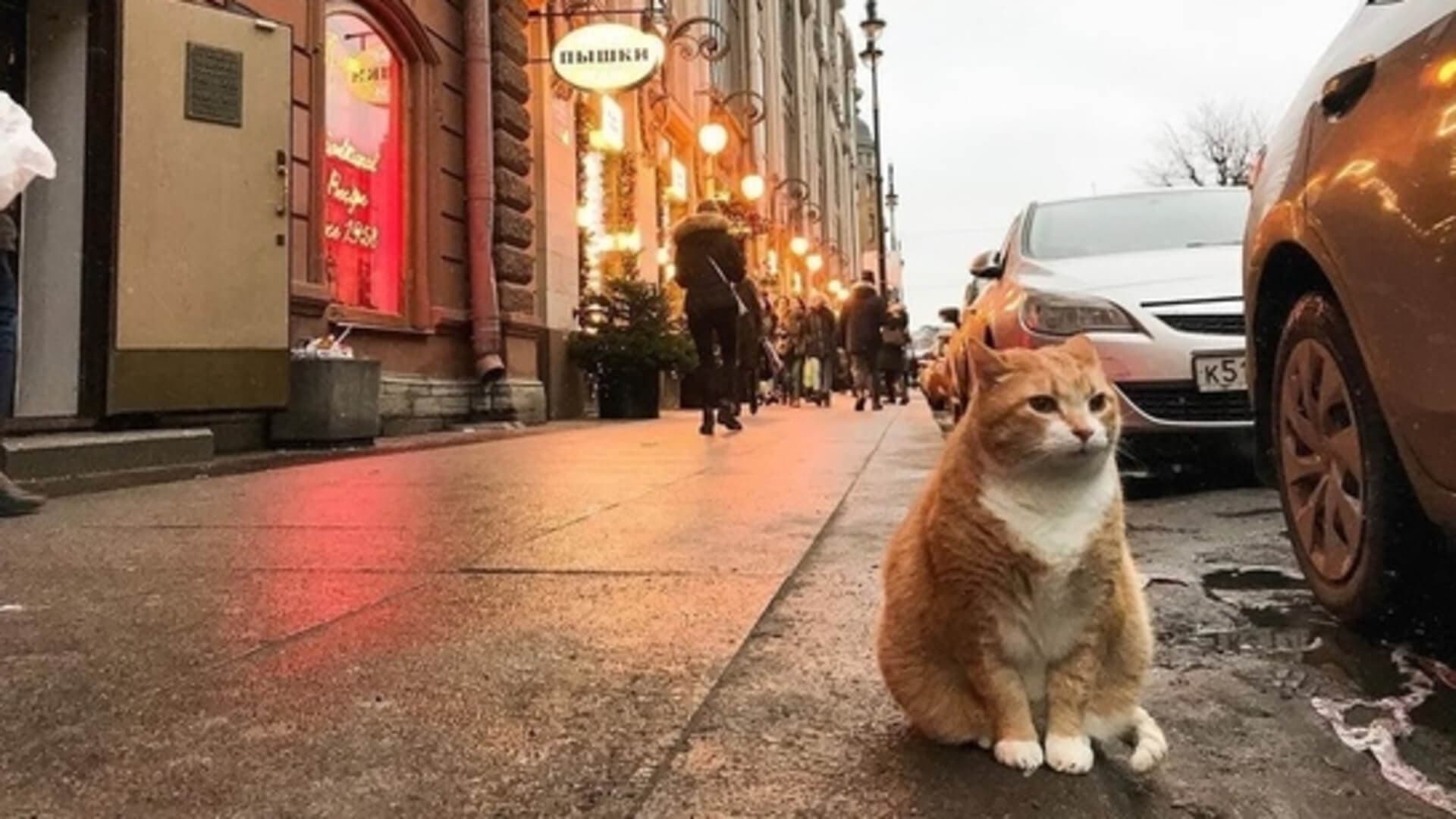 Котокультурный Петербург Котокультурный Петербург